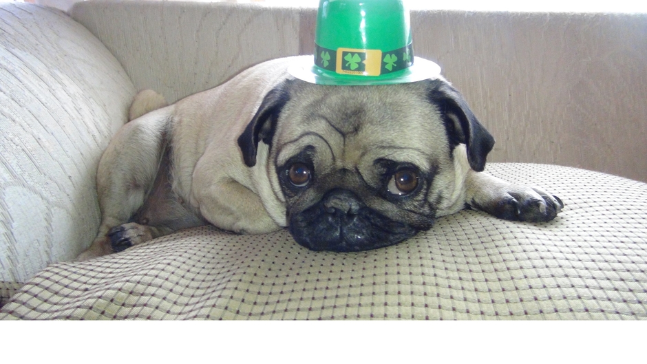 Wrinkles the Pug and Friends