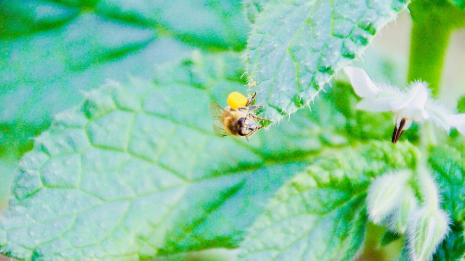 wael sayam عالم النحل