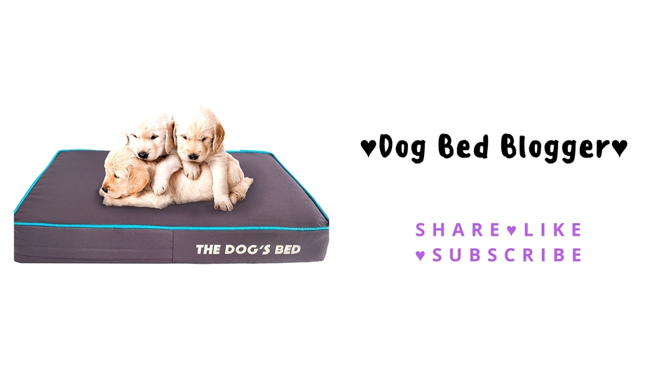 Dog Bed Blogger