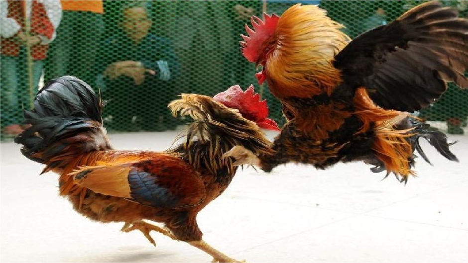 WORLD PITMASTERs CUP 2018