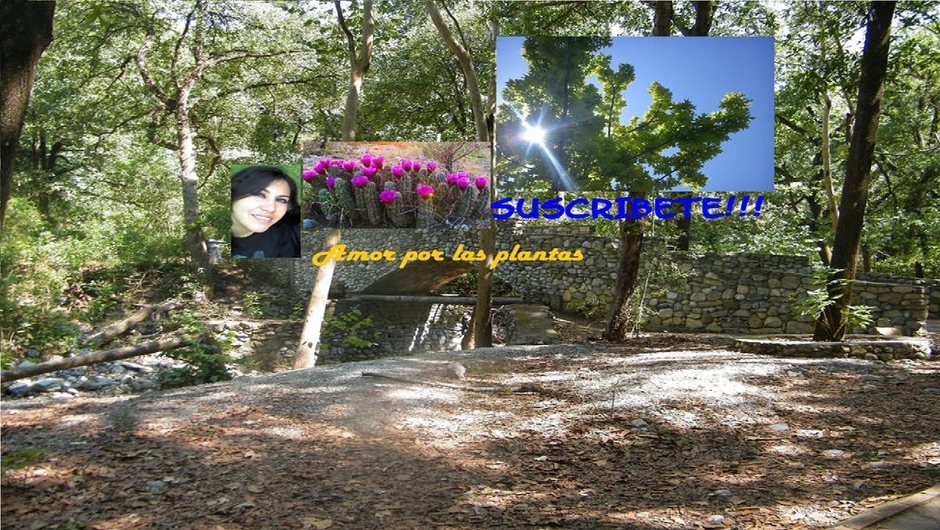 Amor por las plantas