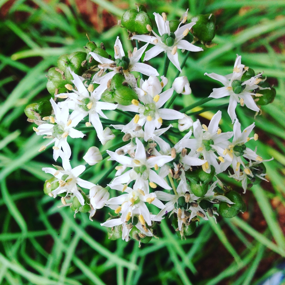 Te Amo Vietnamese Sub