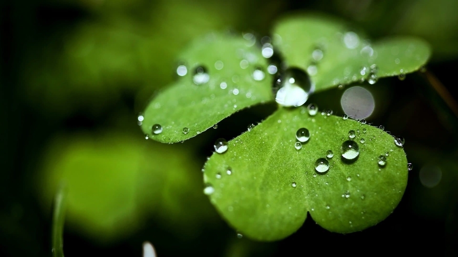 Phim Bộ Thái Lan (Hoa Dừa)