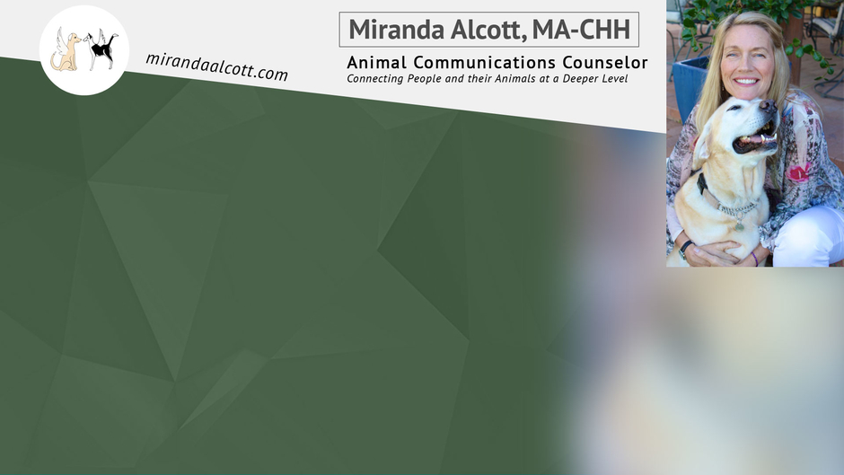 Miranda Alcott & Company