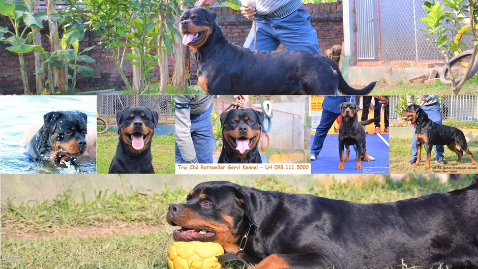 Trại chó Rottweiler Gervi Hà Nội