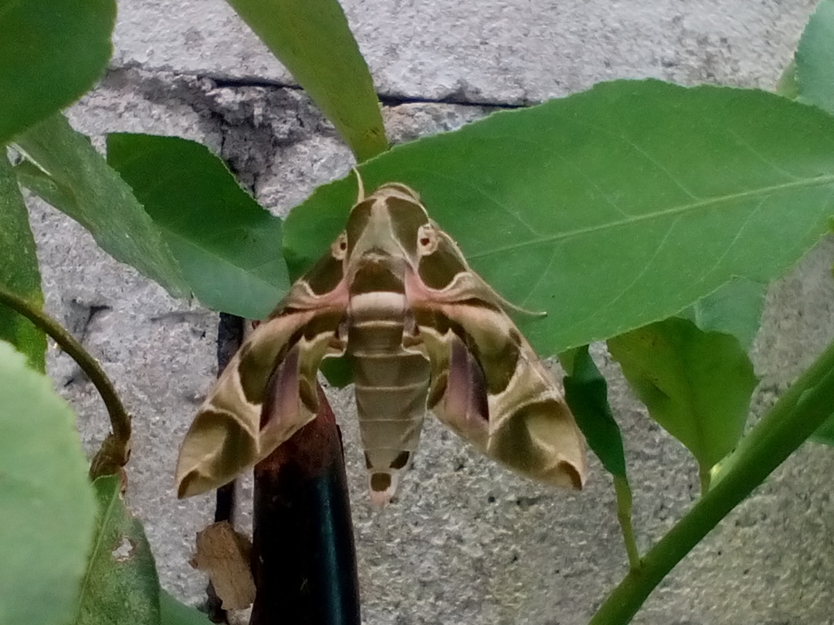 Your Friendly NeighborⓂ