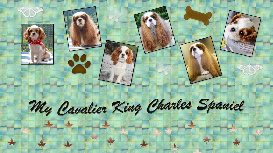 Domus Aventina Cavalier King Charles Spaniel