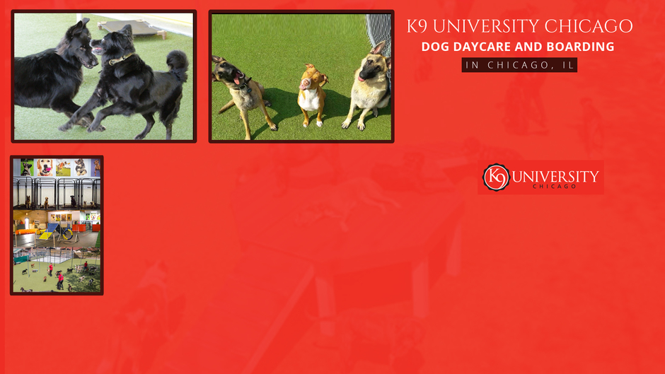 K9 University Chicago