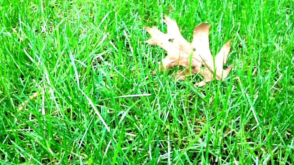 Educational Video Library