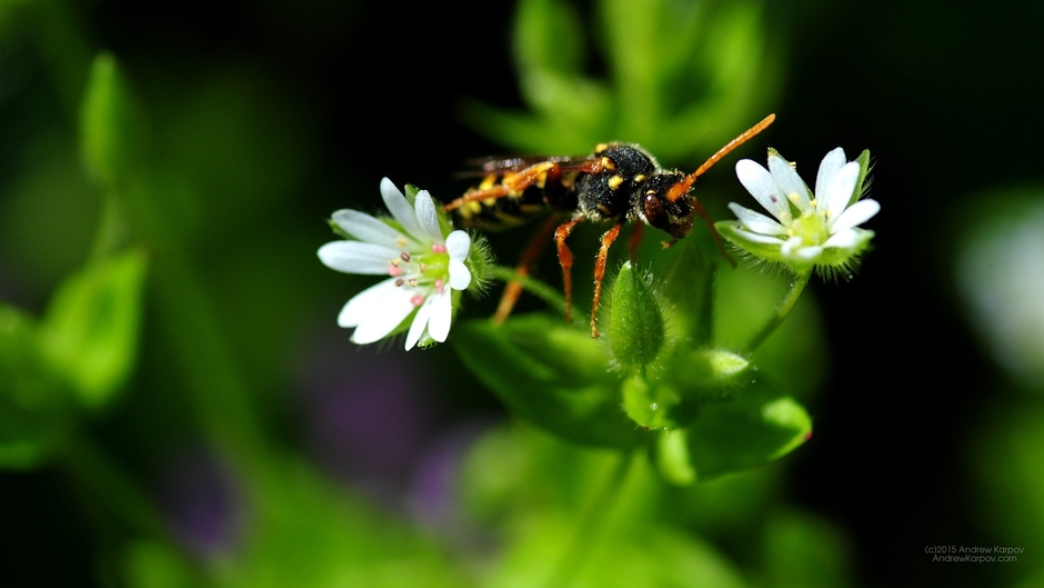 عالم المعرفة