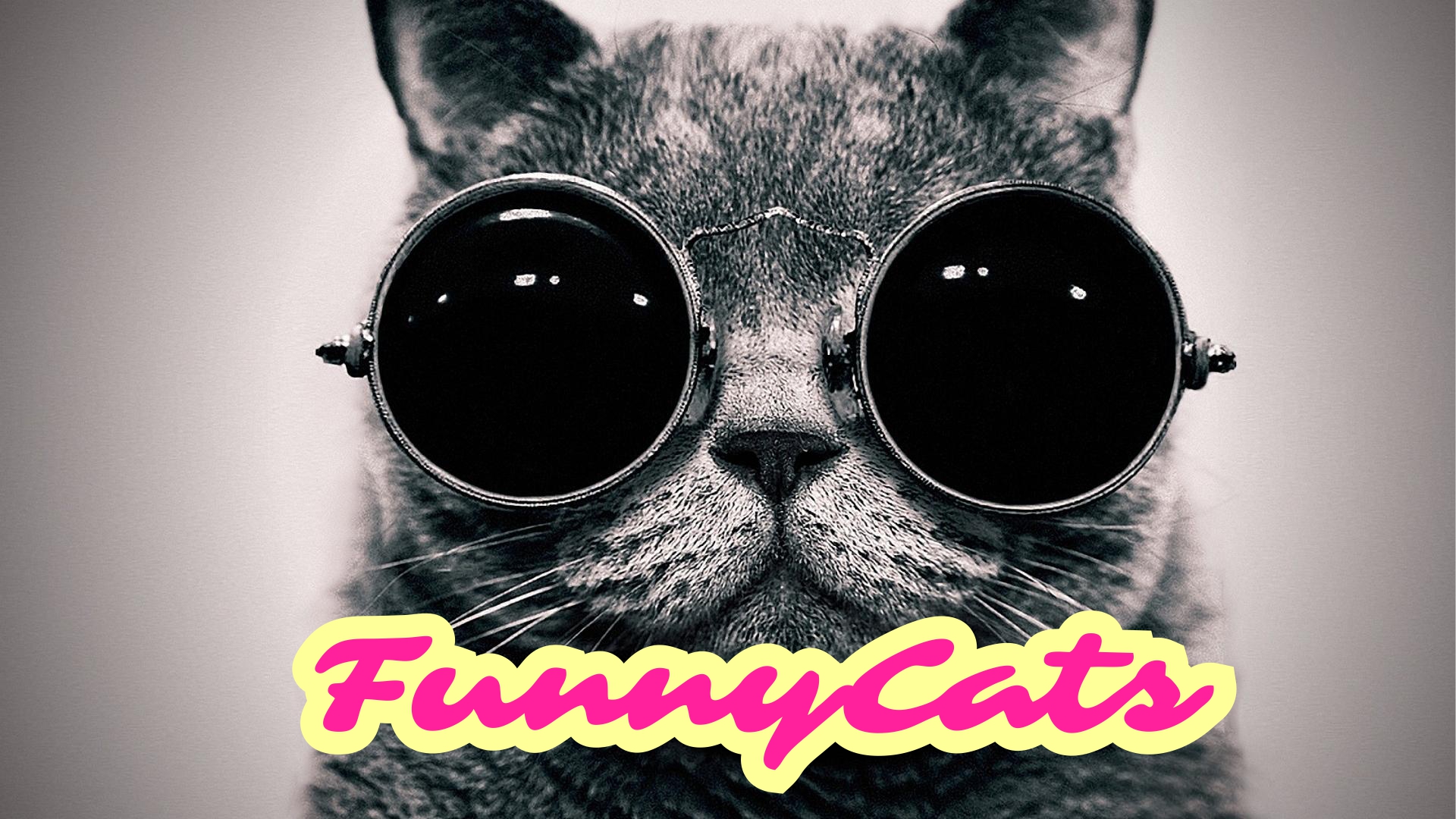 FunnyCats