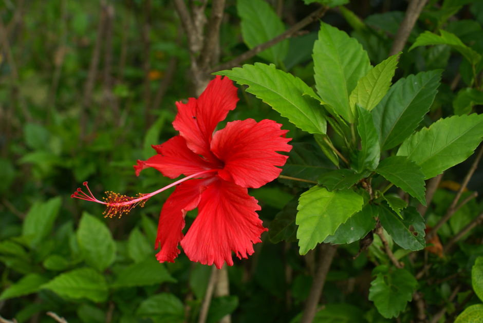hibiscus