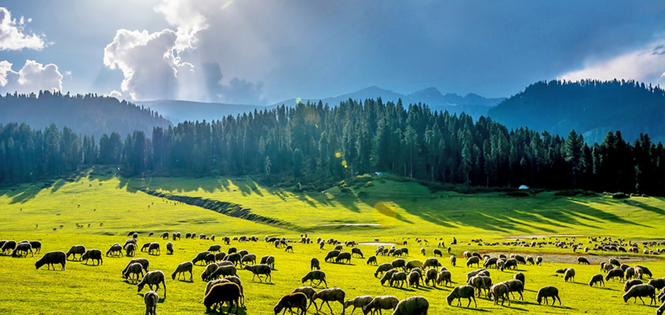 KENEWS - VOICE OF KASHMIR FROM ALL OVER THE WORLD