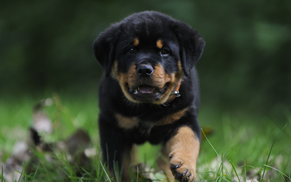 Rottweiler