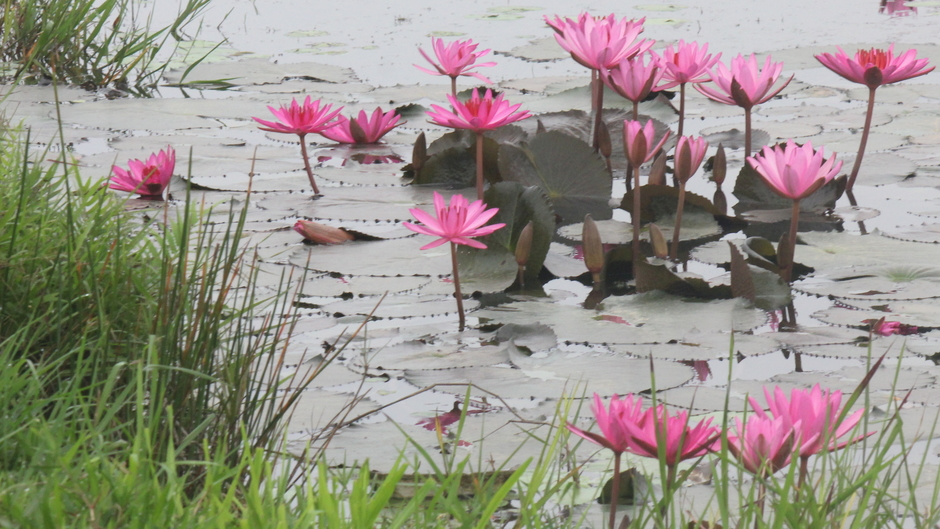 Con đường tôi đi