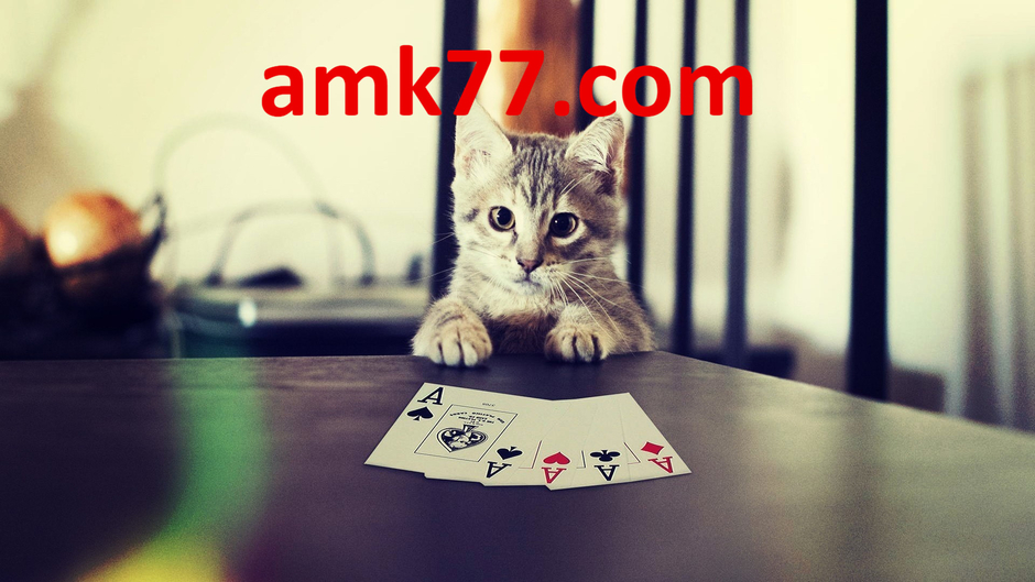 블랙잭사이트/실시간/카지노실시간/먹튀검증/바카라사이트/카지노싸이트/바카라사이트주소/gcgc