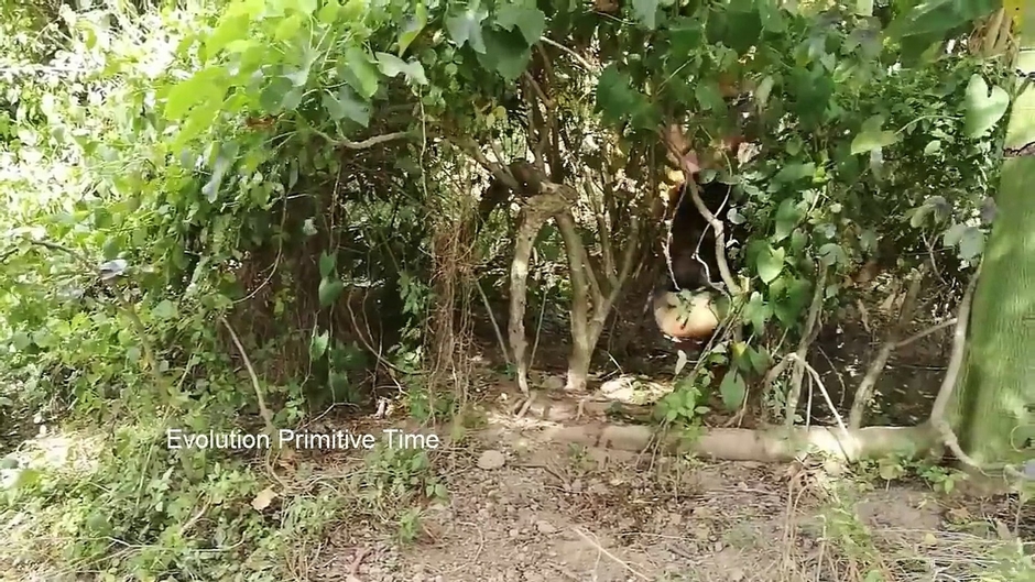 Evolution Primitive Time