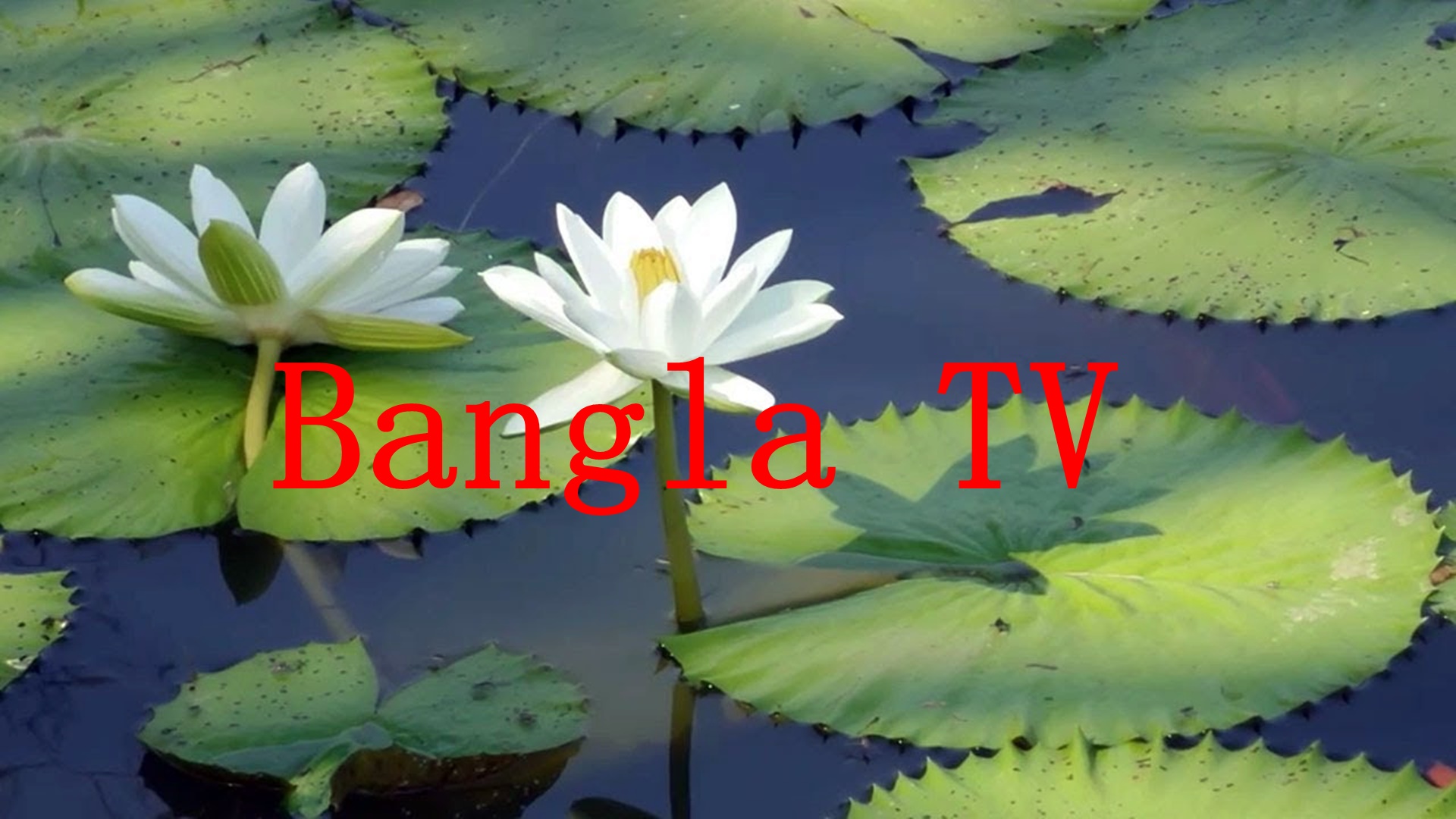 Bangla TV