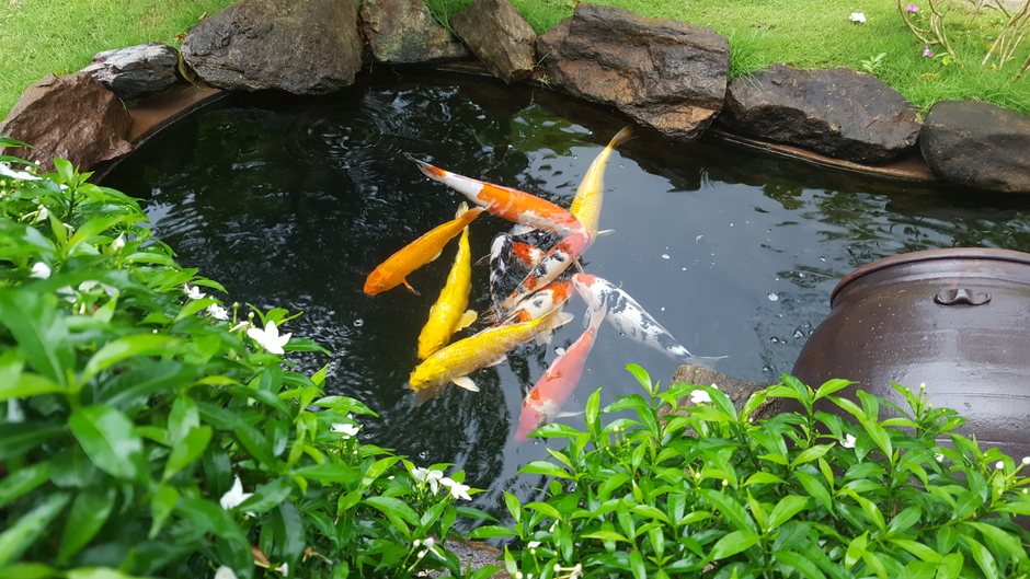 Koi Fish Pond