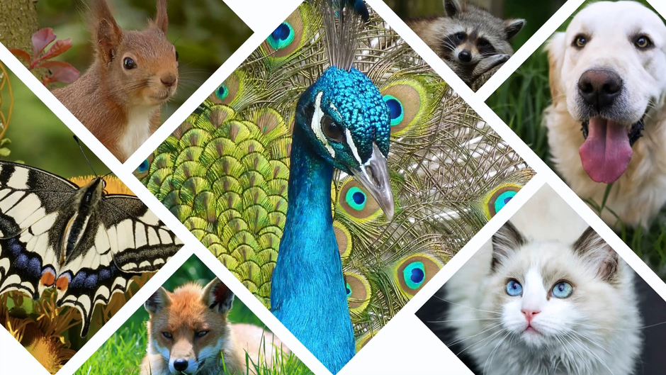 SLIDESHOW OF ANIMALS