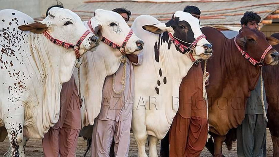 Bakra Eid Pakistan