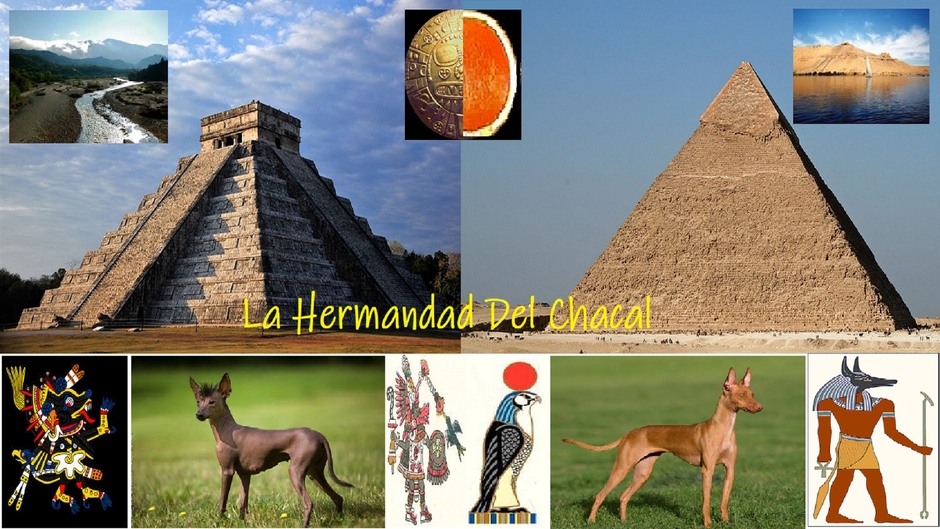 Anubis Conciencia Holistica