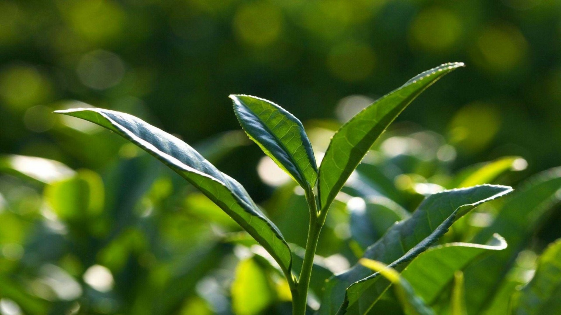 Şifalı Bilgiler.com