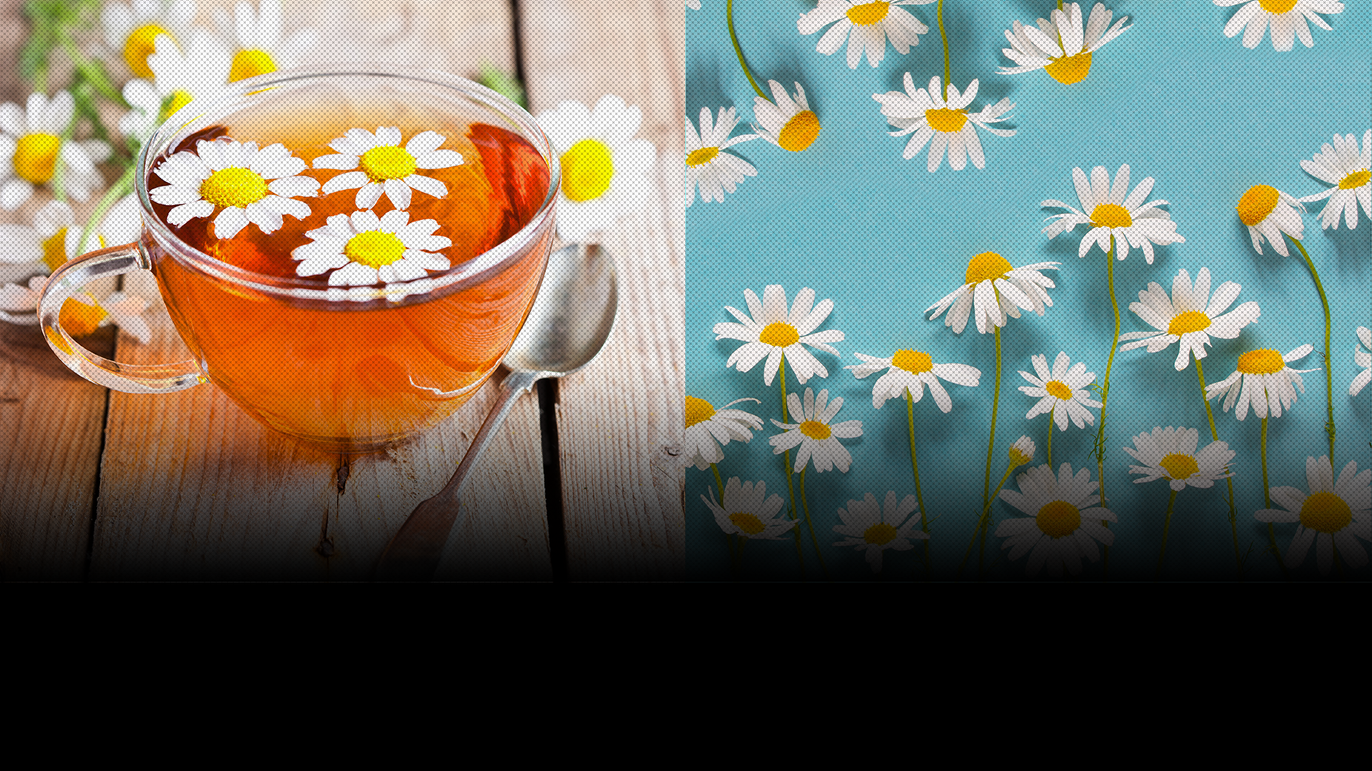 Babonej - بابونج