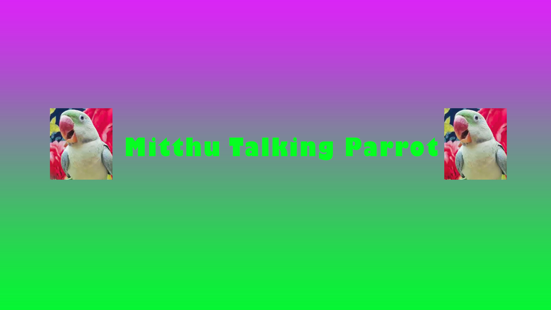 Mitthu Talking Parrot