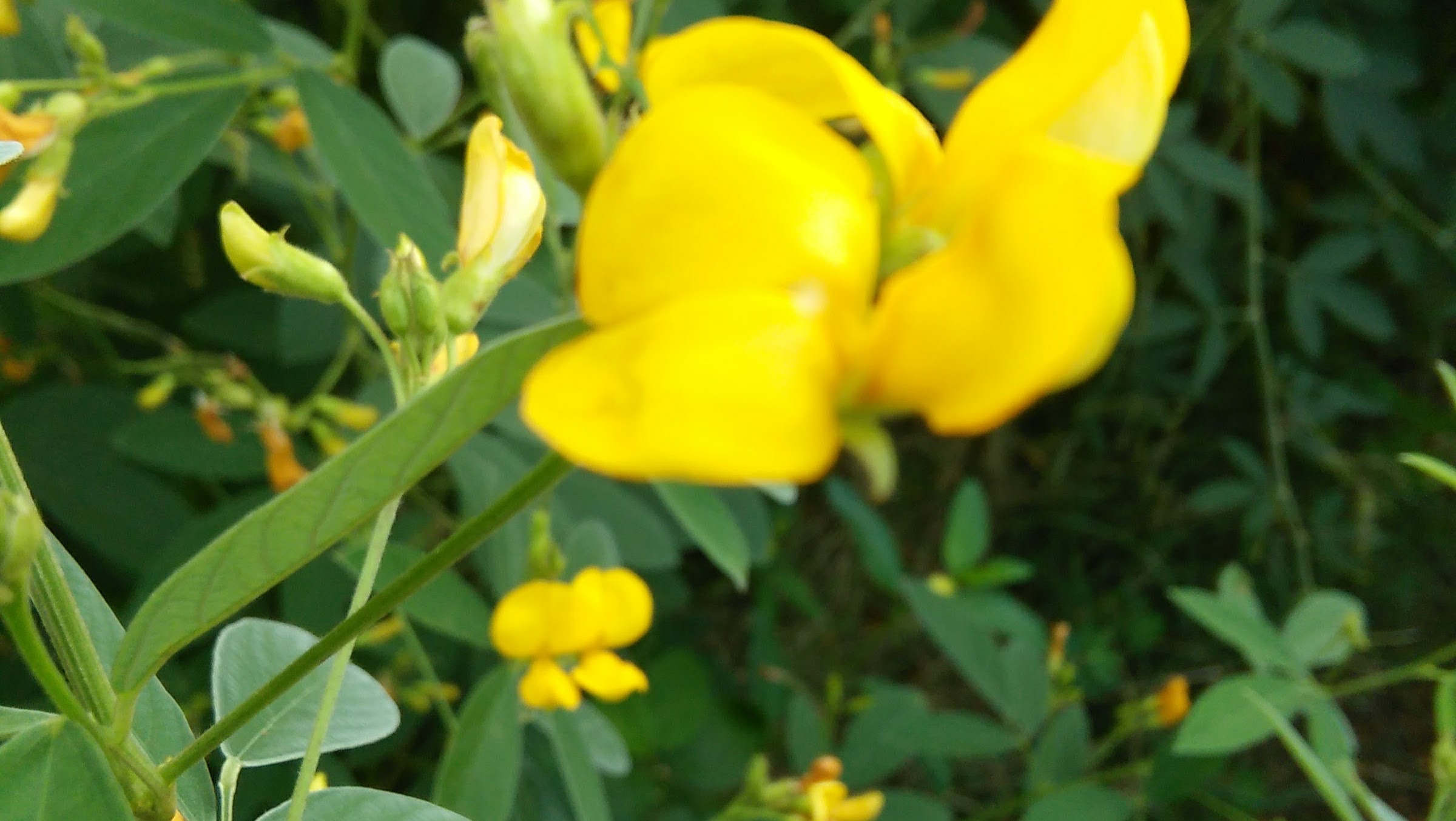 ISLAMIC PEHLA PAIGAM