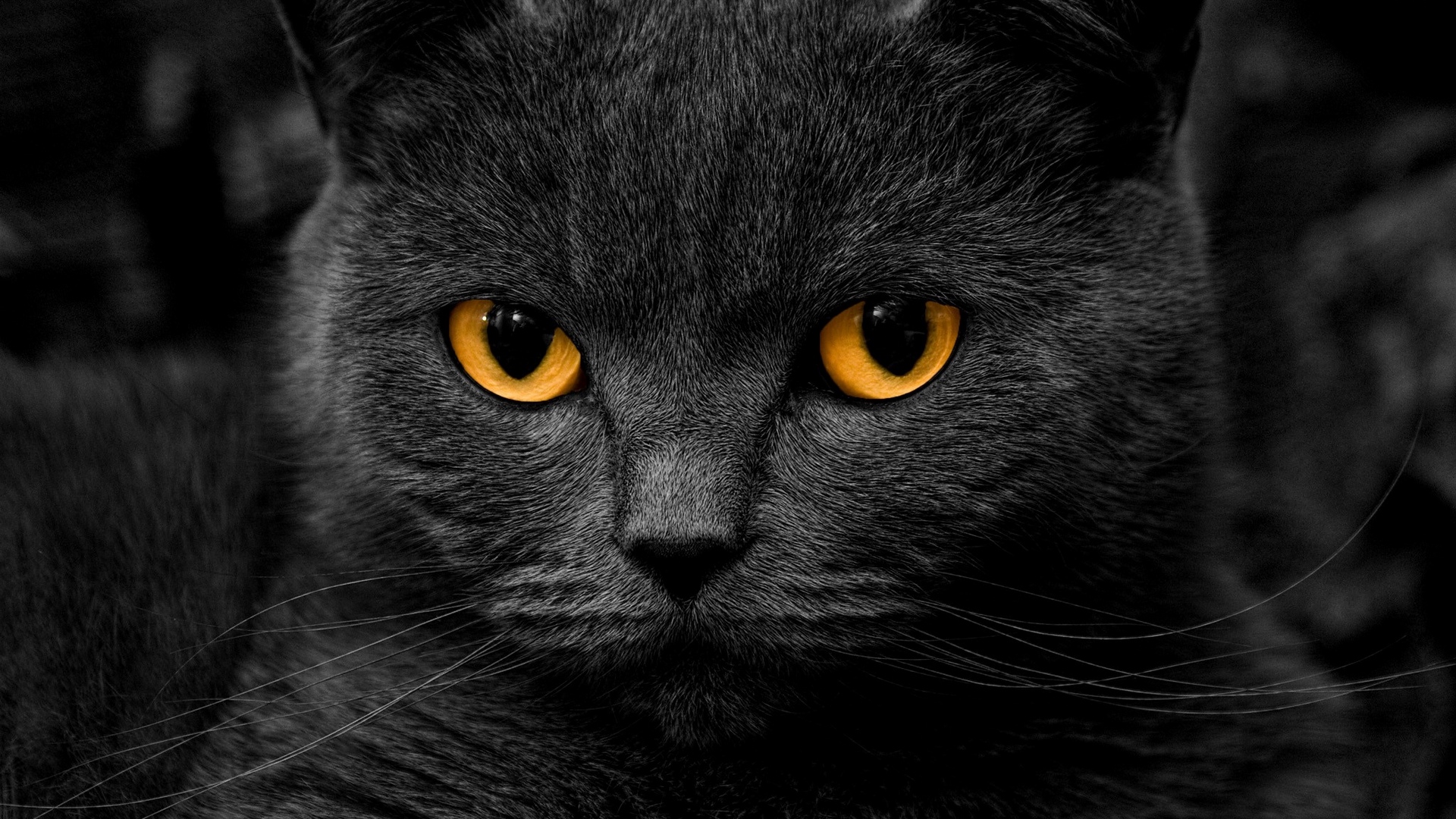 Pets & Animals Point