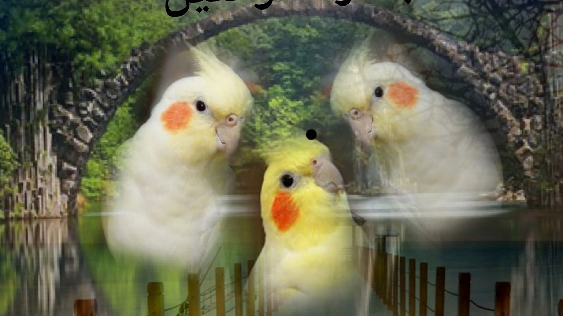 جسر الكوكتيل