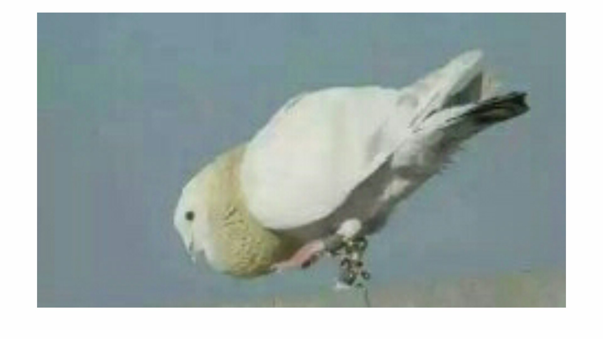 ਮੇਰਾ ਪੰਜਾਬ