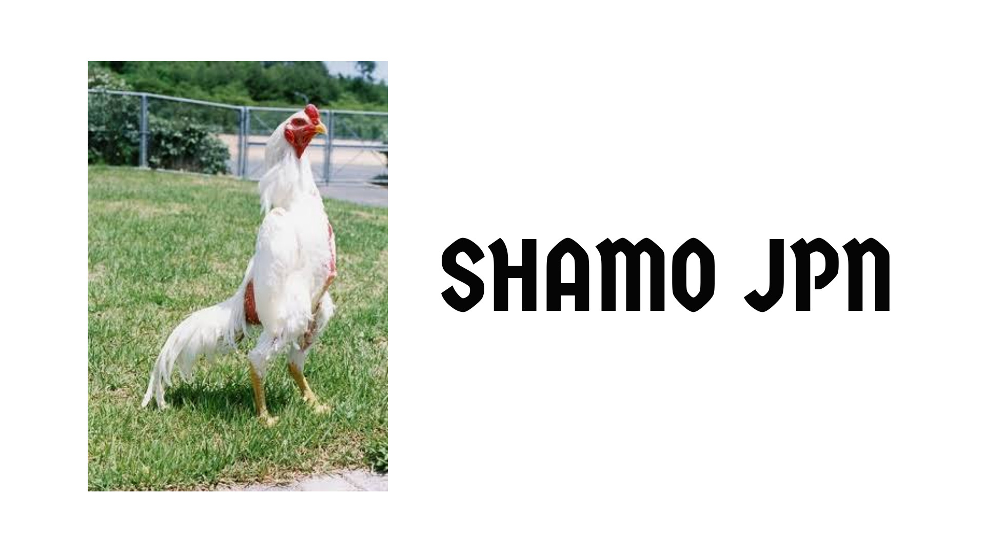 Shamo Jpn