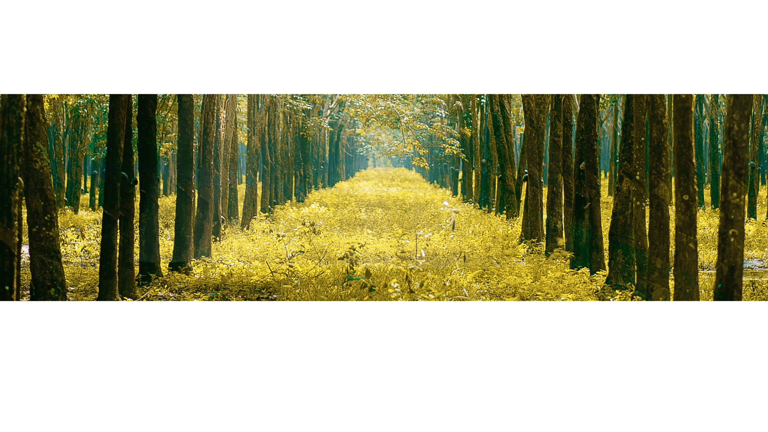 dm_e67af1e4fc050bf1e036880f39537f63