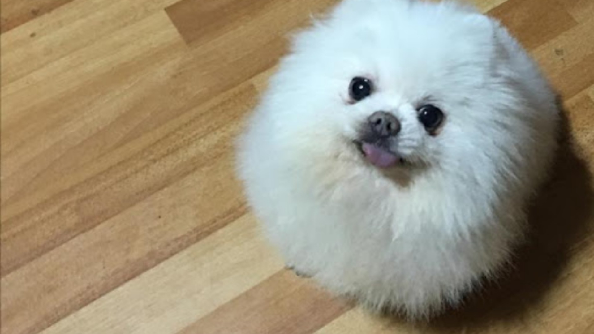 dm_c3f361e2c830682fa4ac6106247b681c