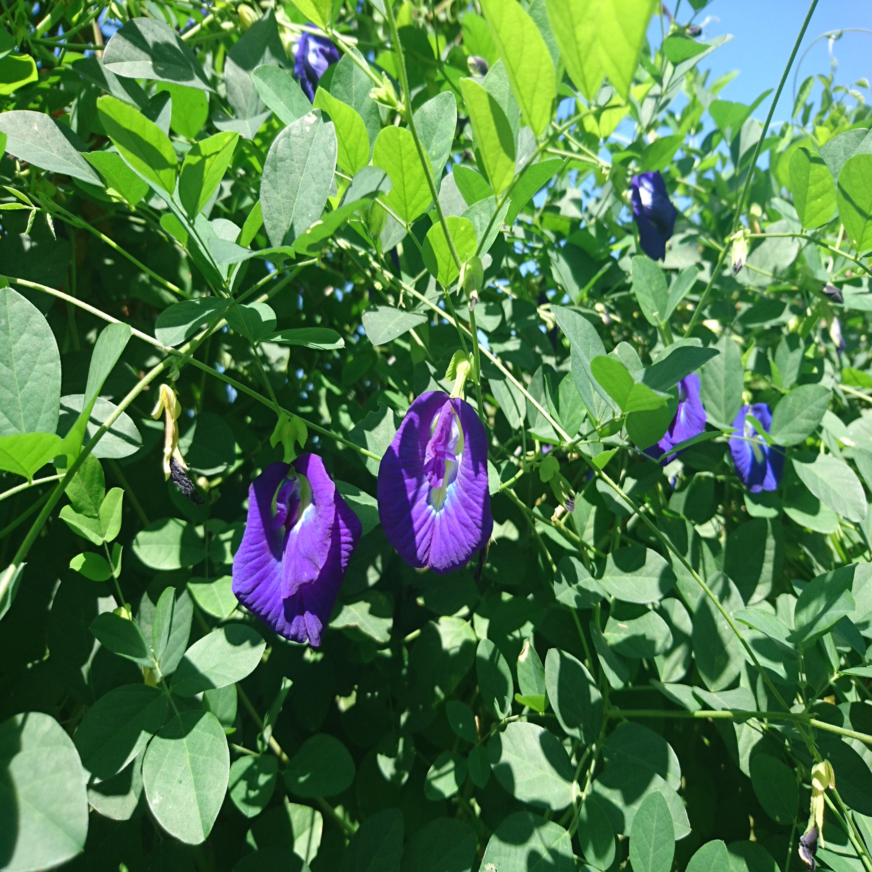 SHINICHI - HATTORI - KAITO KID