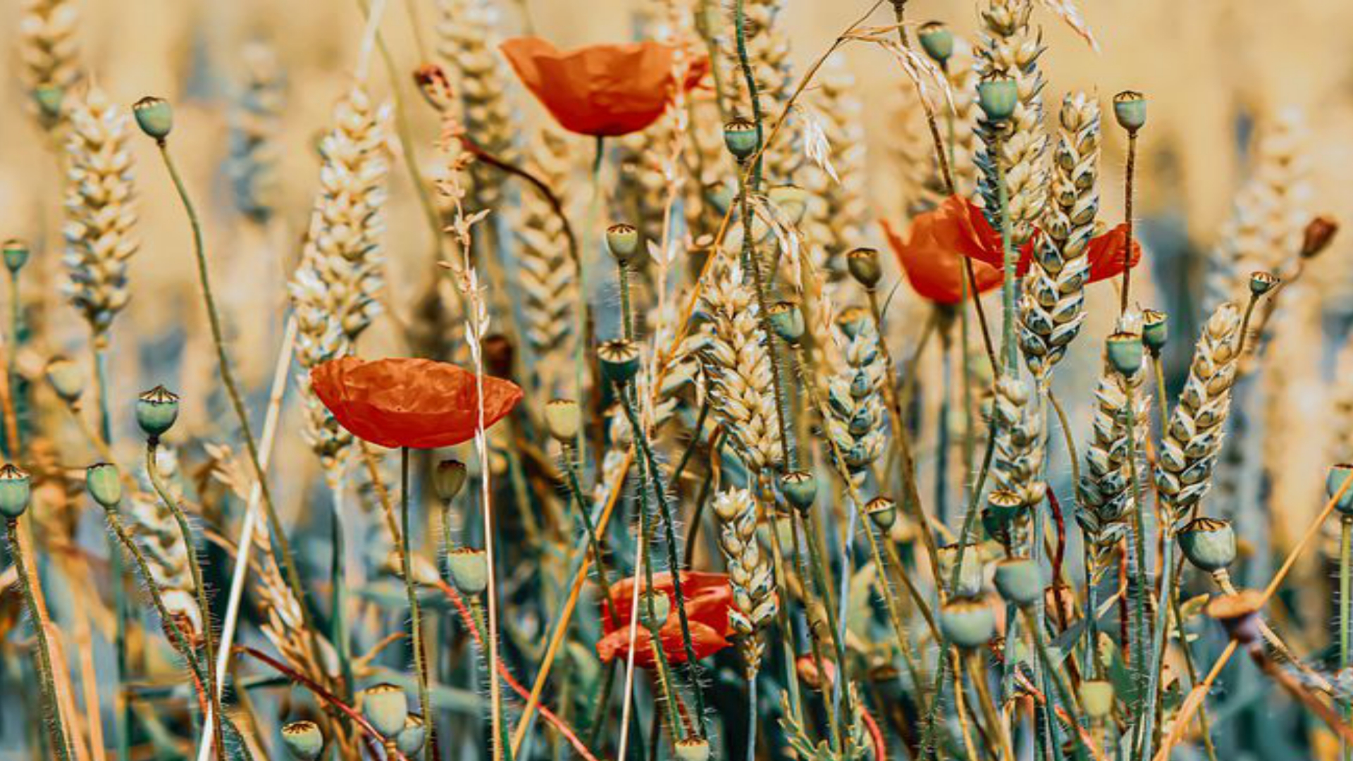 Hafiz mohammed ismaiel Official