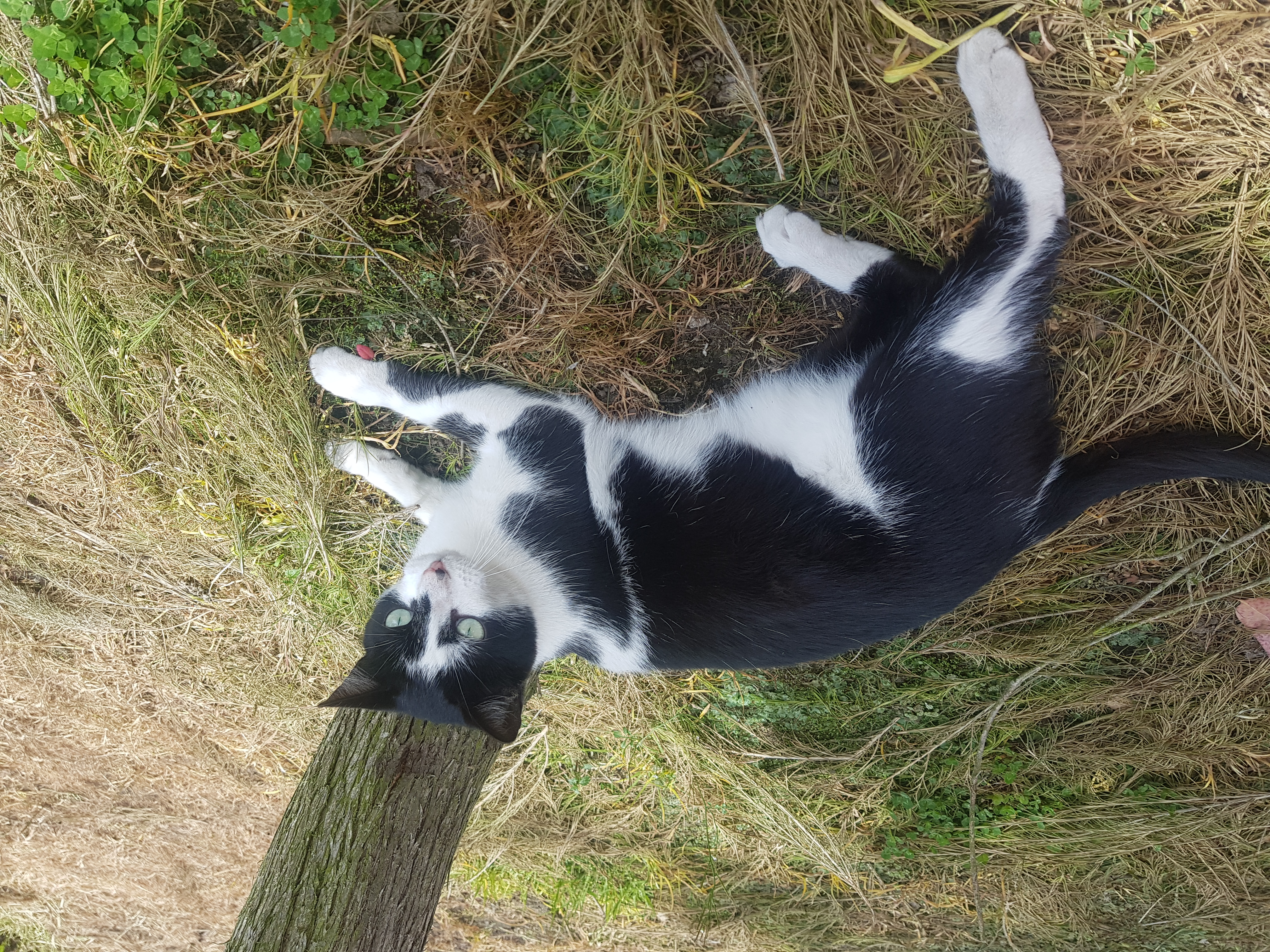 dm_003d01c687cd6c00968876a1a1872e1d