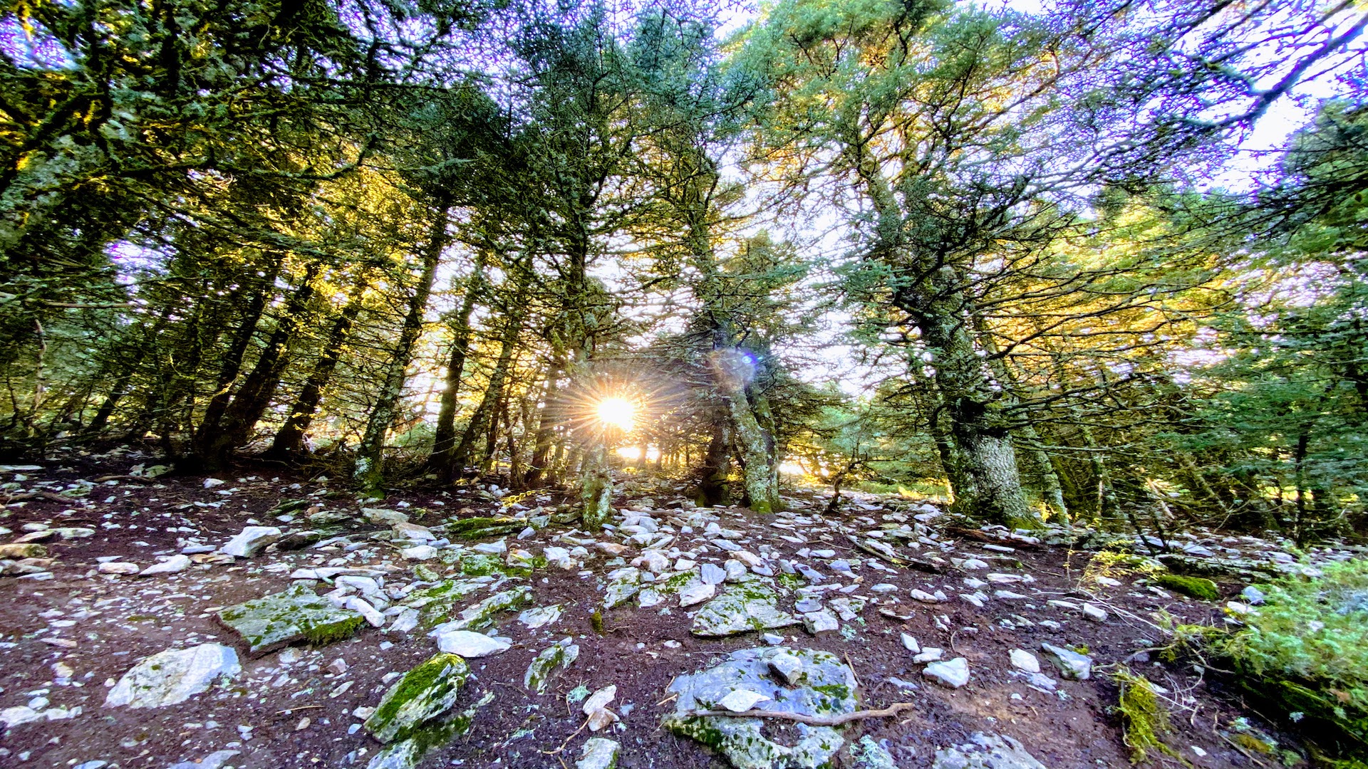 The Walker's Discovery