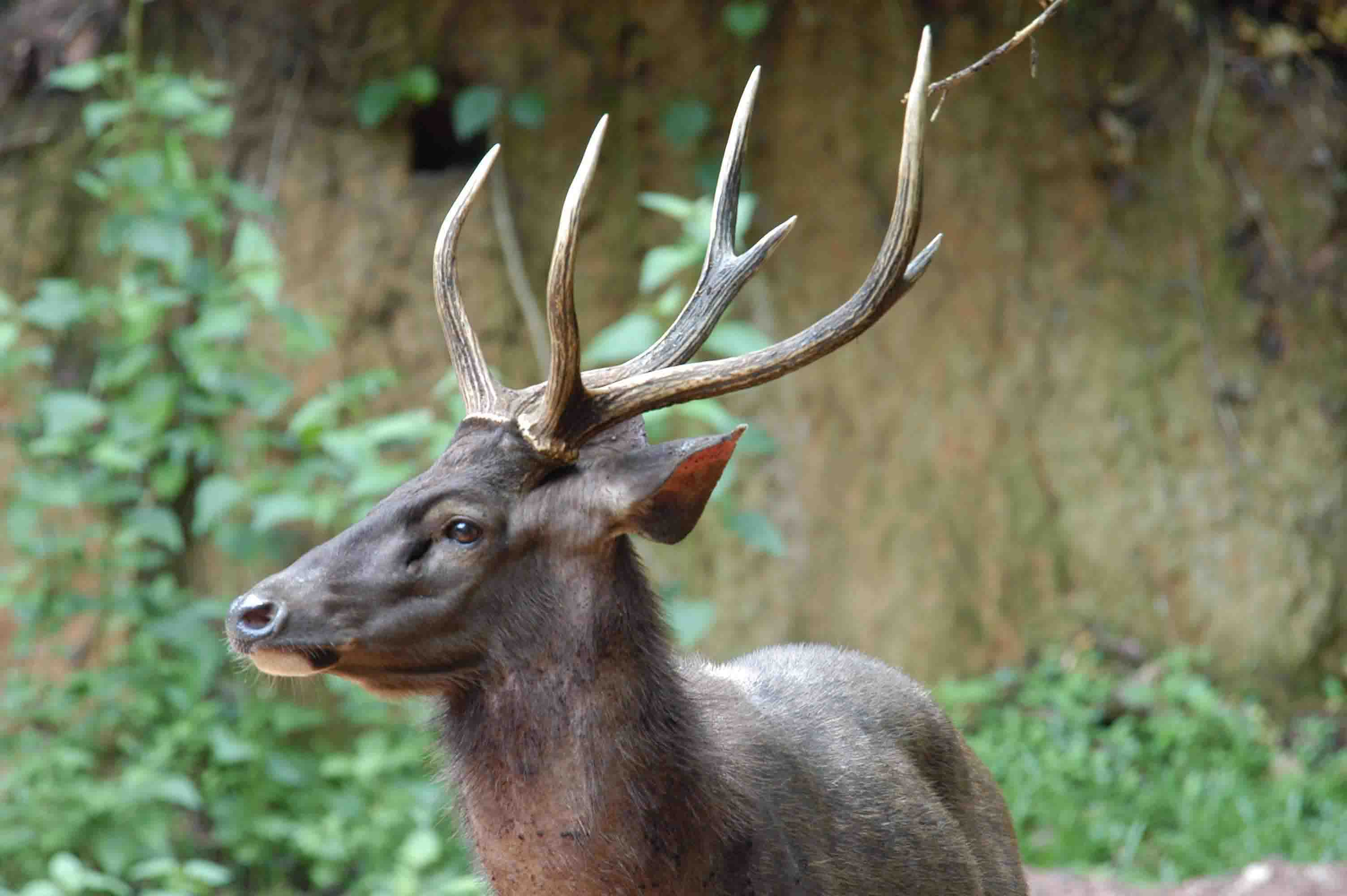 Enzi alvaro Hasibuan