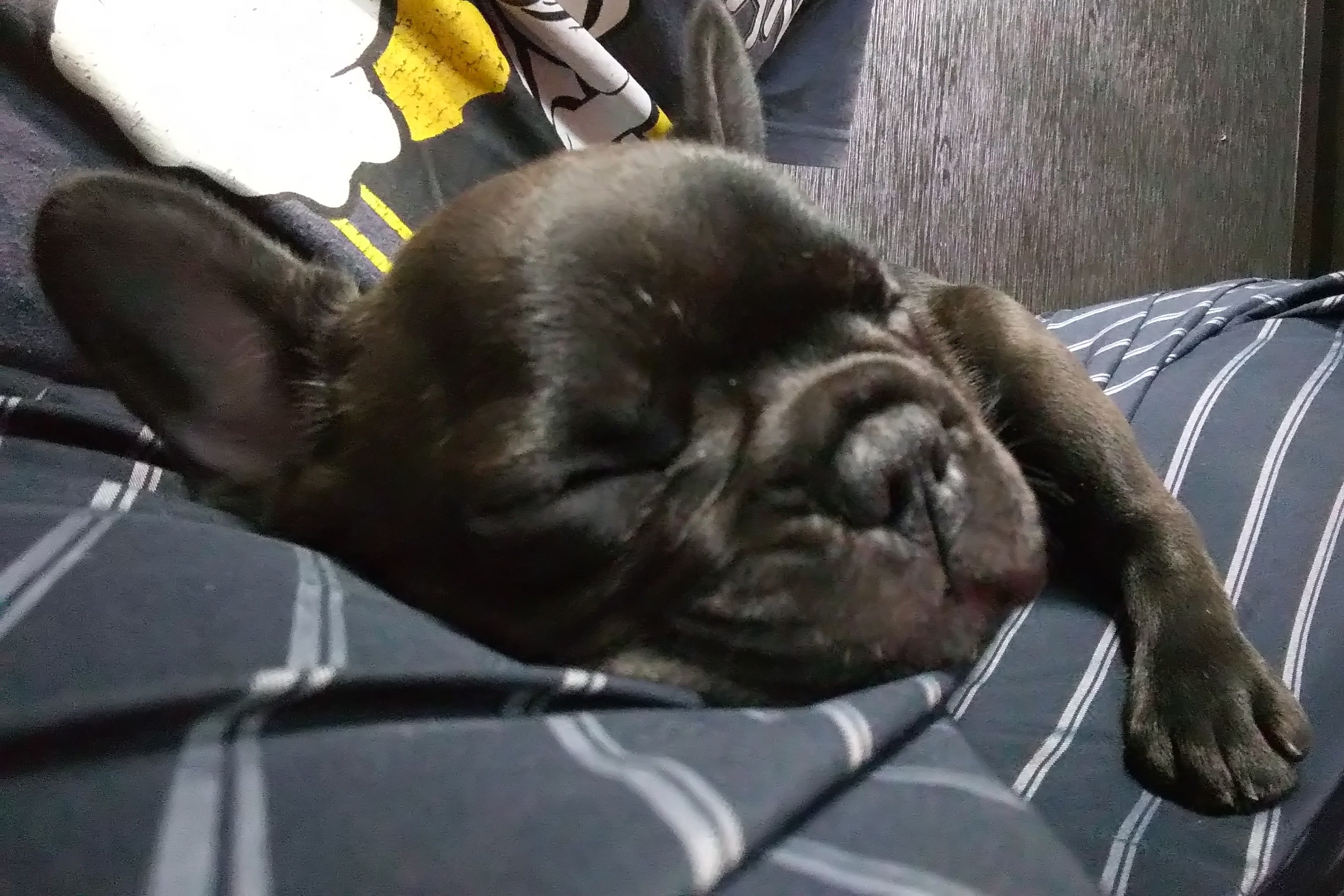 アツシ アガツマ