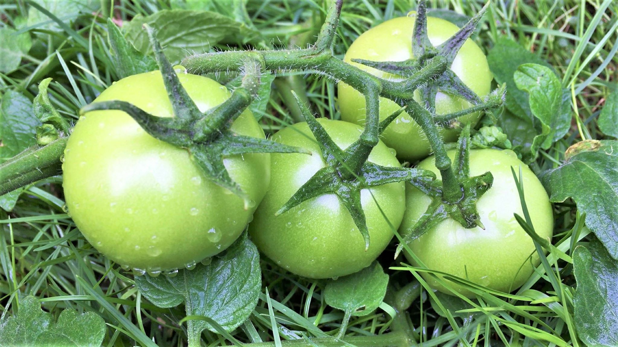 مقتطفات العاب