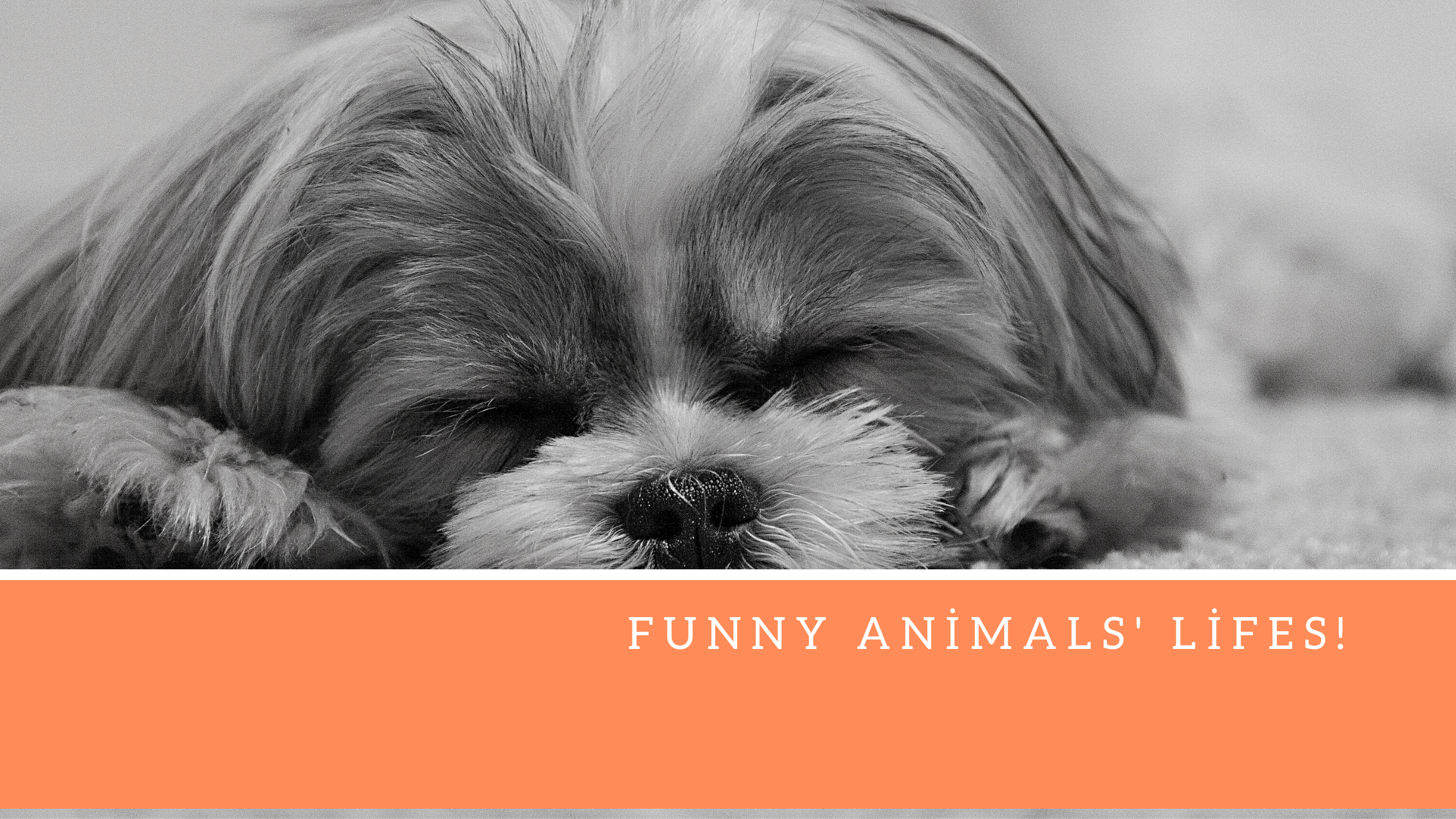 Funny Animals' Lifes