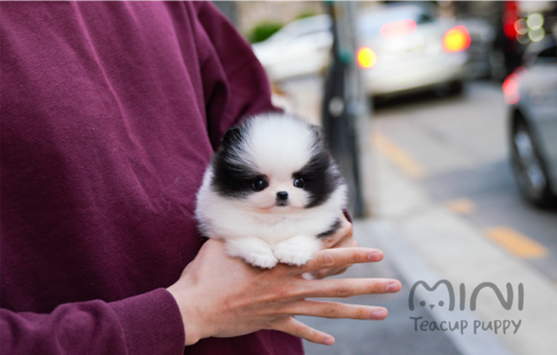 Mini Teacup Puppy