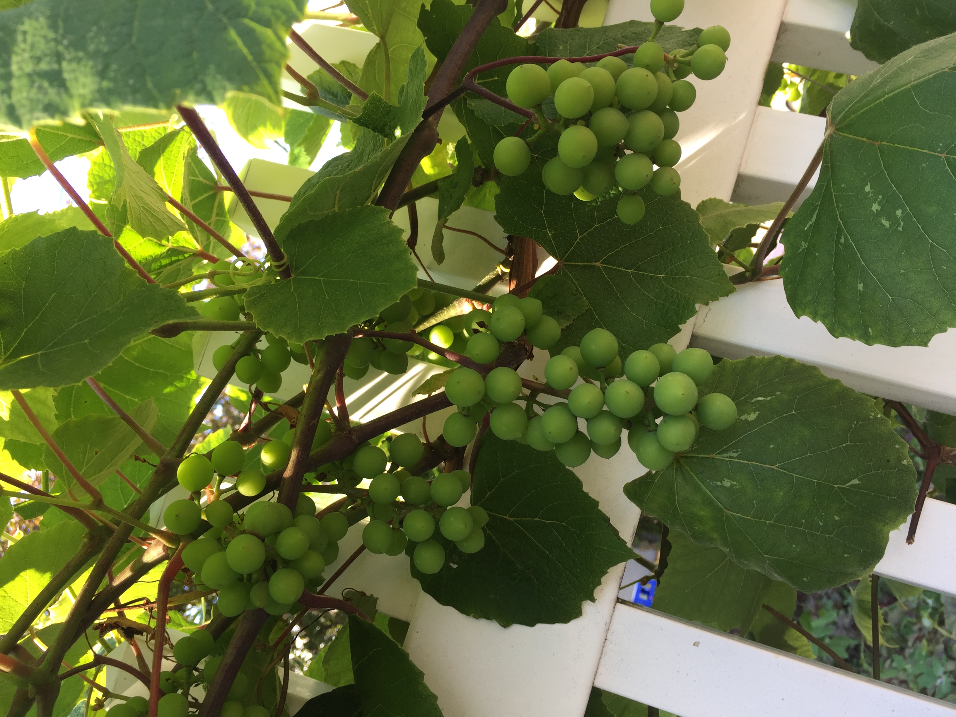 OWN DREAMS স্বপ্ন আমার