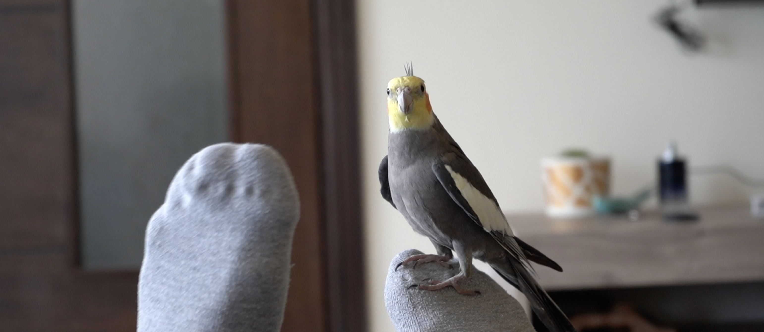 Puff Cockatiel