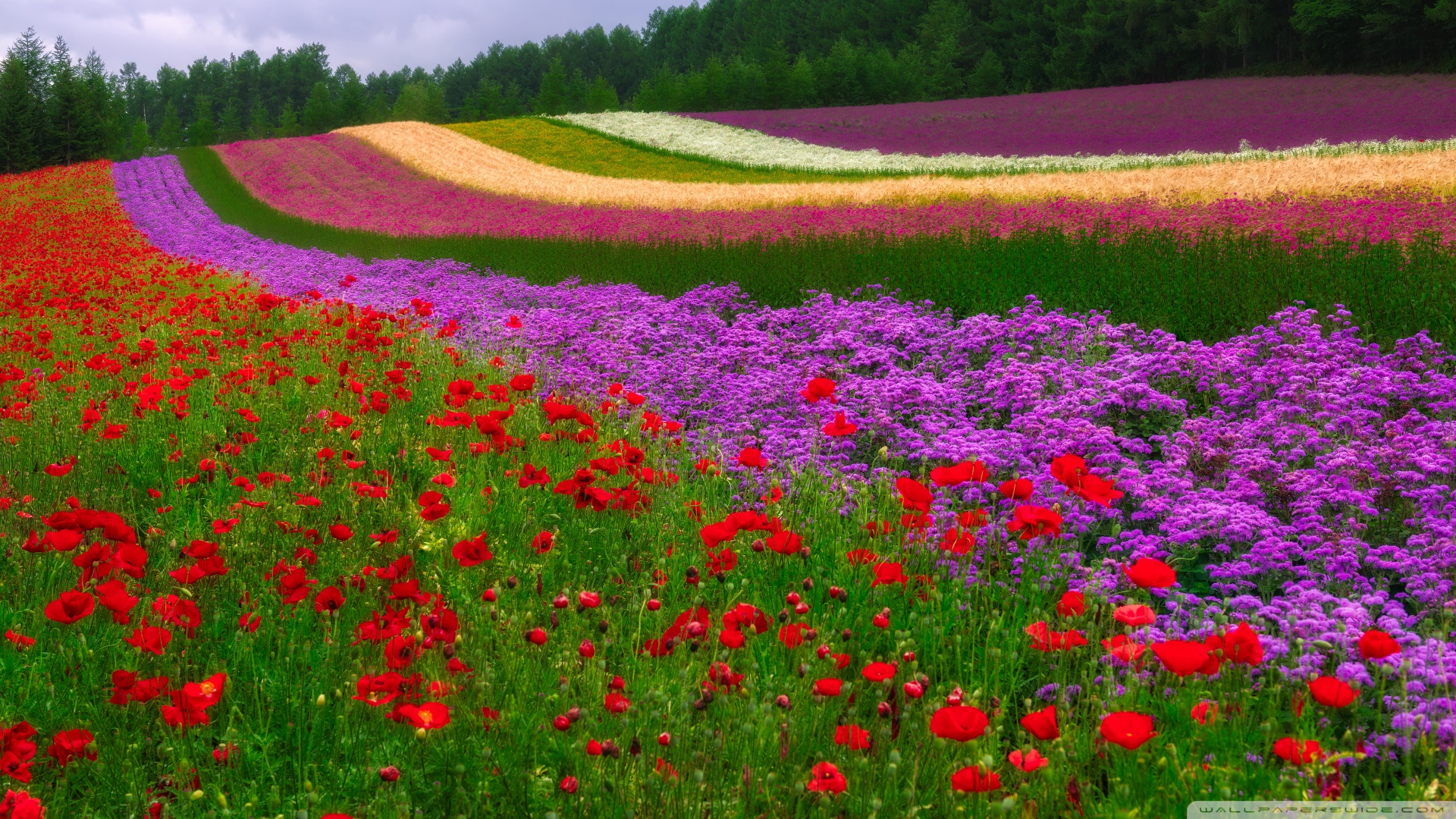 Έλα στη θέση μου