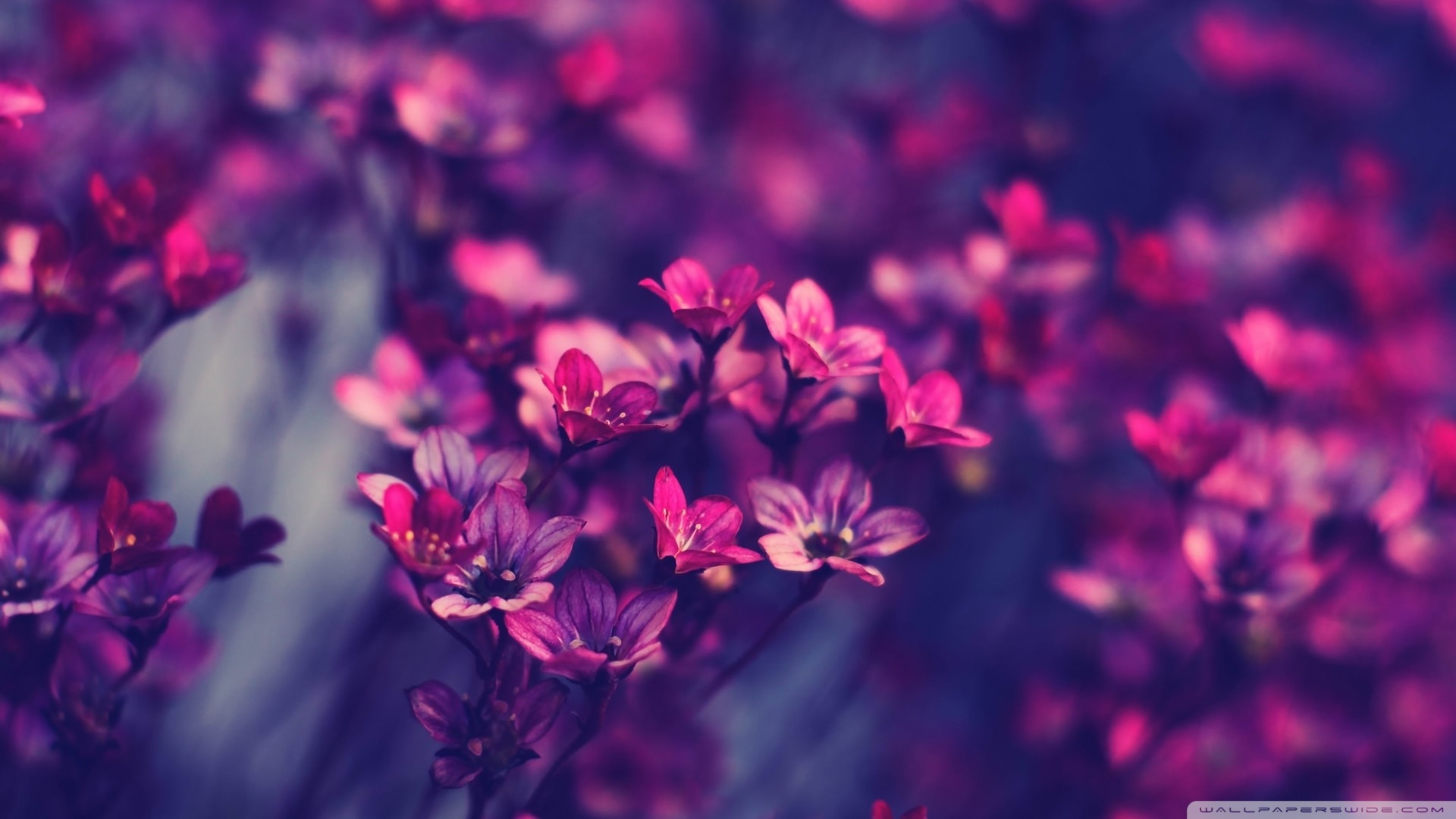 ΑΣΤΕΡΙΑ ΣΤΗΝ ΑΜΜΟ