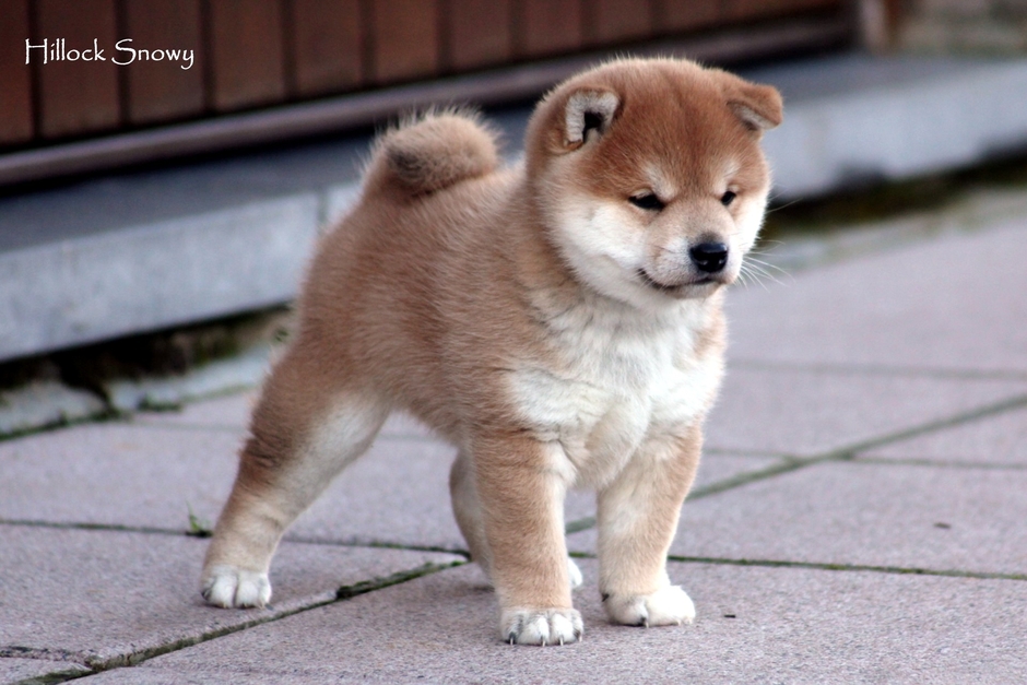 Shiba From Hillock Snowy Belgium
